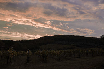 Scenic view of field against sky during sunset