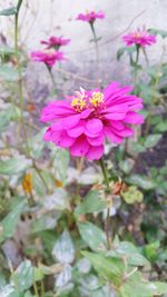 Close-up of pink flowers