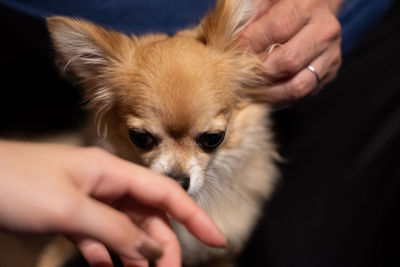 Midsection of person holding small dog