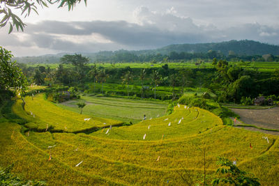 Scenic view of agricultural field against sky