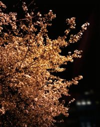 Low angle view of flowers