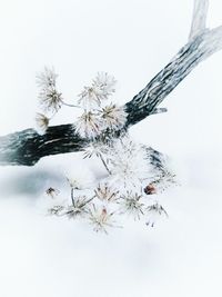 Close-up of flowers against sky