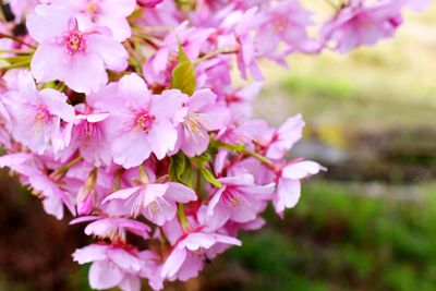 Close-up of pink flowering plant