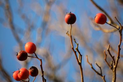 Low angle view of cherries on tree