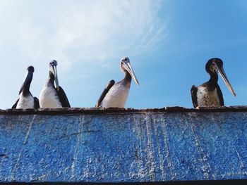 Low angle view of birds perching on wall against sky