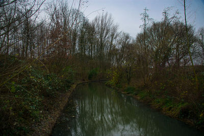 Scenic view of river amidst trees in forest