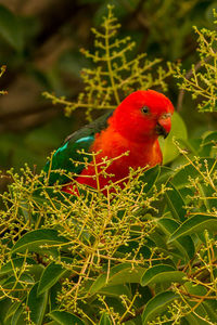 Bird perching on plant