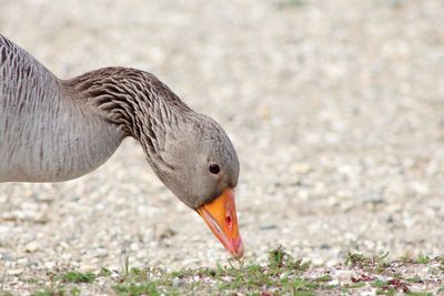 Close-up of a goose