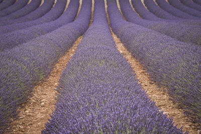 View of lavender growing on field
