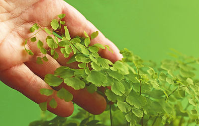 Close-up of hand holding small plant