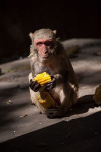 Mount popa - myanmar - silly monkey