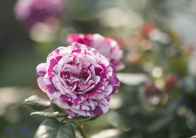 Close-up of pink rose flower