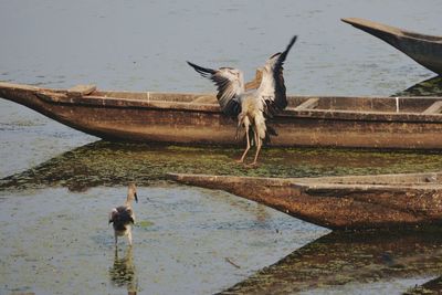 Young birds flying over lake against sky