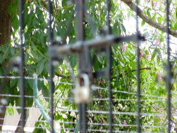 Close-up of plants in forest