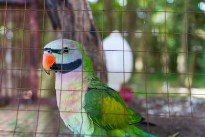 Close-up of parrot in cage