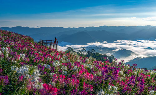 Scenic view of purple flowering plants against sky