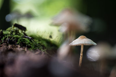 Close-up of mushroom growing on land