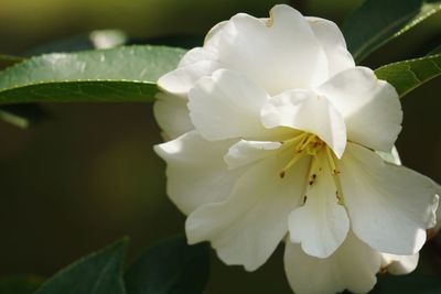 Close-up of flower