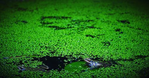 Close-up of frog in water