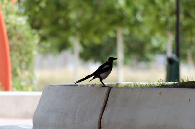 Bird perching on retaining wall
