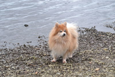 Portrait of dog standing on beach