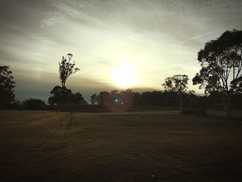 Sun shining through trees on field