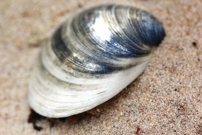 Close-up of snail shell