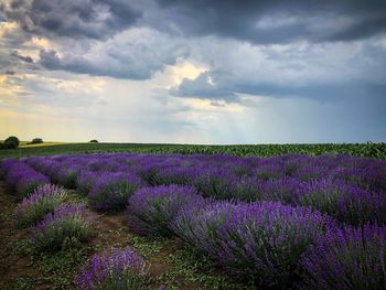 Dark clouds over field of lavender