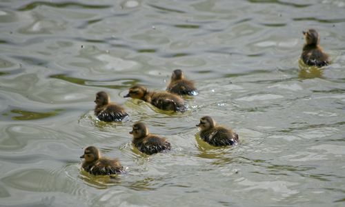 Ducks swimming in lake