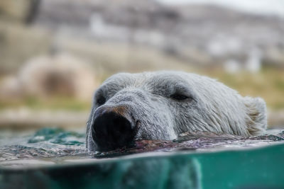 Close-up of an animal