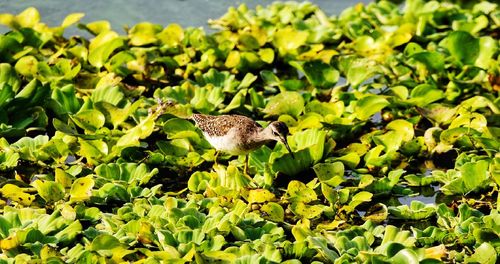 Bird perching on a plant