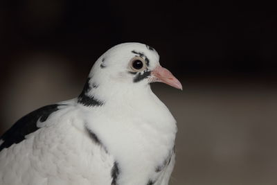 Close-up of white bird