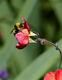 Close-up of bee pollinating on pink flower