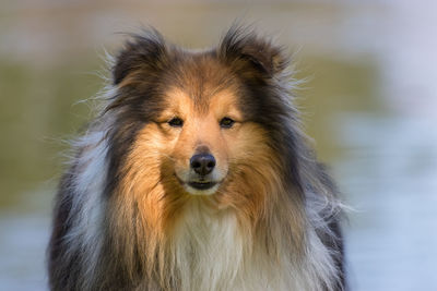 Close-up portrait of a dog