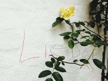 Close-up of white flowering plant against wall