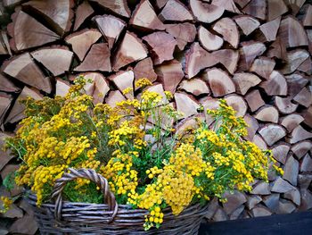 Close-up of yellow flowers growing on tree