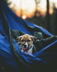 Portrait of dog relaxing on floor