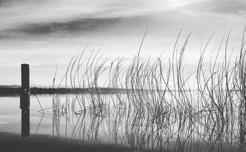 Silhouette birds in water against sky