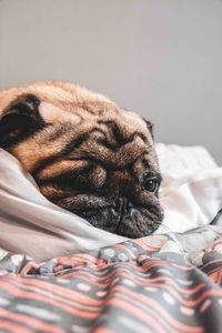 Close-up of dog sleeping on bed