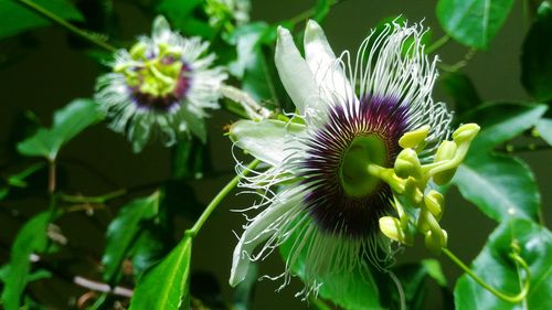 Close-up of passion flower growing outdoors