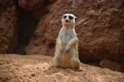 Prairie dog sitting on a rock