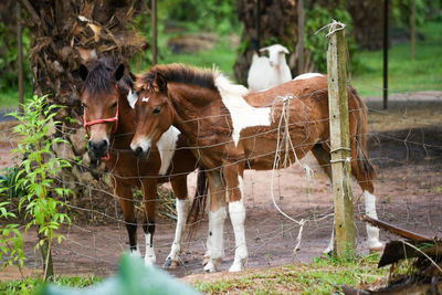 Horses in a field