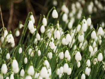 Close-up of white flowering plants in late winter. english snowdrops in a large drift. 