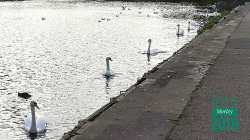 High angle view of seagulls perching on lake