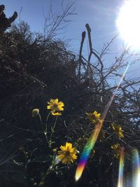 Close-up of plant against sky