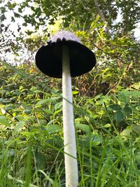 Close-up of mushroom growing on land