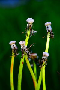 Close-up of insect on plant