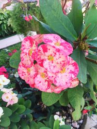 Close-up of pink flowers blooming outdoors