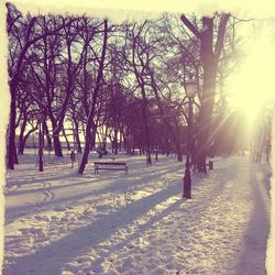 Sun shining through trees