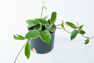 Close-up of potted plant against white background